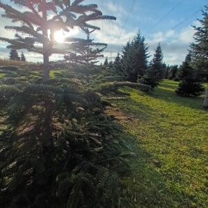 MBZ Vorweihnachtsevent_2025_5