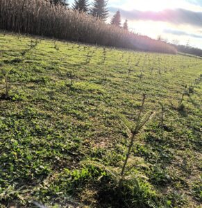 MBZ Vorweihnachtsevent_2025_6